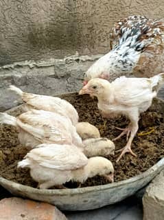 aseel/hen aseel/murgi aseel/chicks aseel/choza white/aseel desi/hen