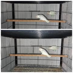 Love Birds Breeder pairs