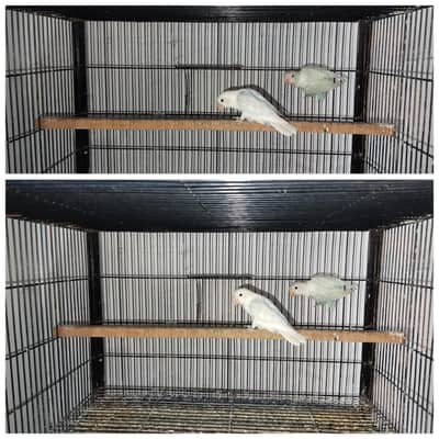 Love Birds Breeder pairs