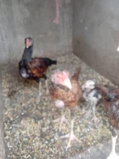 chicks cocks and  hens