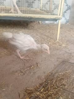 Hera aseel chicks paper white good quality
