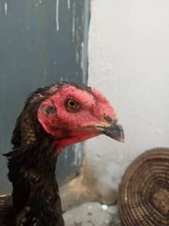 jutt black o Shamu female
