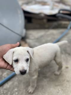 For sale