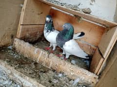 pigeon pair