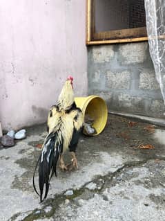 Parrat beak aseel breeder male for sale contact only interested people