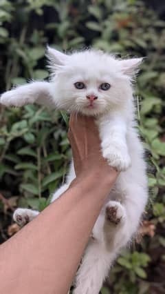 2 Russian Kitten's for sale 29 days Age