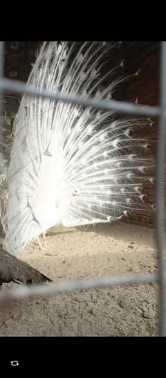 black shoulder breeder pair
