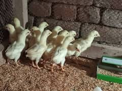 Aseel Heera chiks for sale