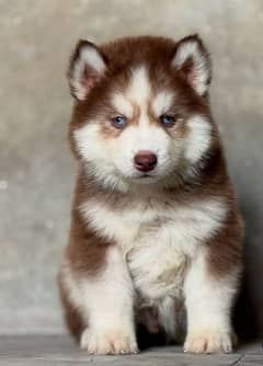 Siberian husky puppy