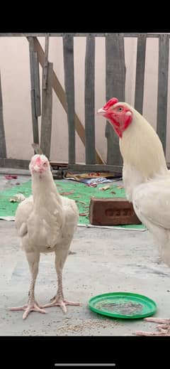 Heera aseel ready to breed
