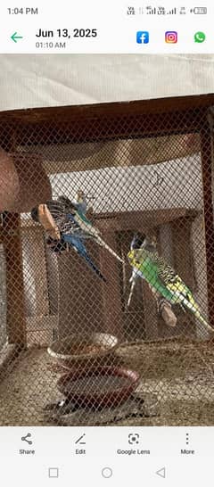 Australian parrot  breeder pair ( exchange possible any love birds)