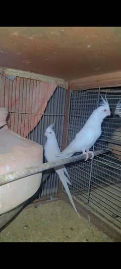 Eno Cocktail redeyes Cockatiel Parrot  pair