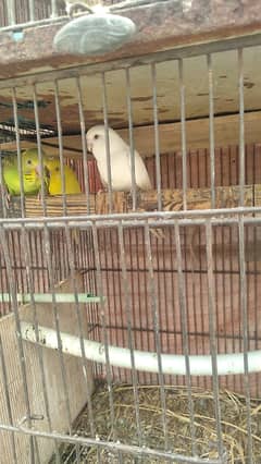Australian parrots with Cage
