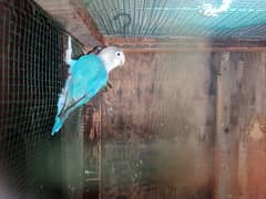 Blue Personata  Urgent Sale