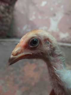 Aseel chicks