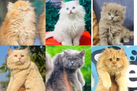 Persian triple coated punch face kitten available for sale
