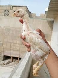 Aseel o shamo paper white chicks 03313308976