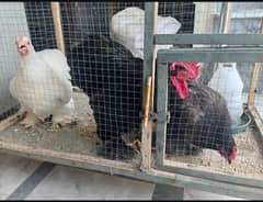 Bantam Trio For Sale Urgent
