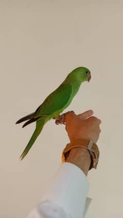 green Bird hand tame