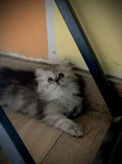 Cute Kittens looking for a new home