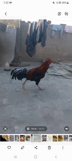 Aseel murgy