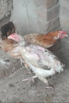 Aseel Hen Healthy & Active Vaccinated .