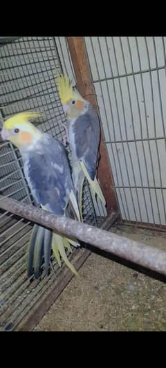Pearl Cocktail Eno Redeyes female Cockatiel Parrot