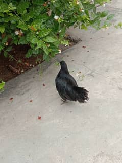 ayam cemani black tounge Andy daiti hai
