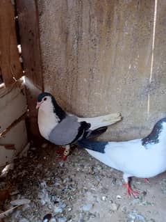 pigeon