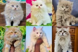 Persian