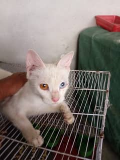 Persian cat different eyes