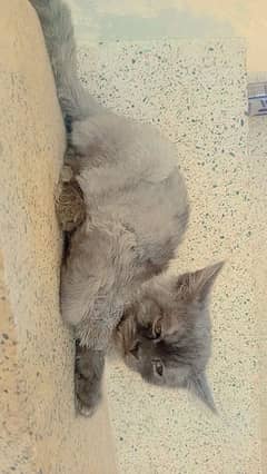 Persian tripple coatedmale and female cats