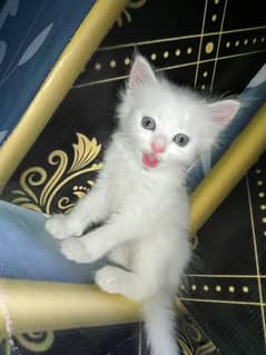 2 months cats baby (kitten  )
