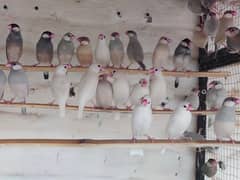 jawa birds