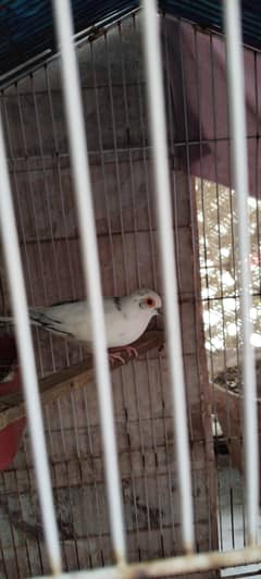 Male pied diamond dove for sale