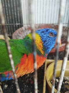 Rainbow lorry hand tame beautiful