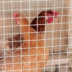 2 Eggs Laying Healthy Desi Hen's For Sale - Age 10 to 12 months