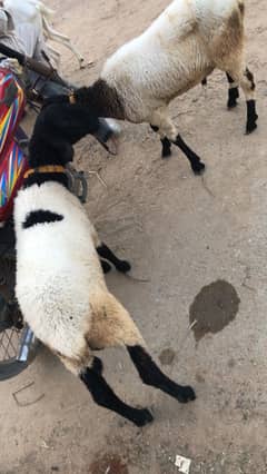 1 Dumba 2 bakra Available .