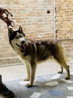 Siberian husky male for sale
