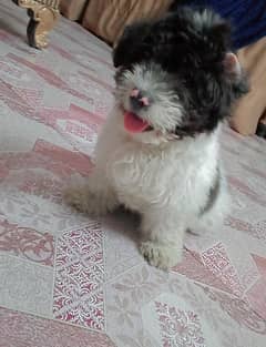 puppy coton de tulear