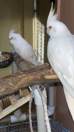Hand-Tamed Full White Cocktail Pair for Sale