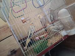 Cockatiel breeder pair with 3 chicks