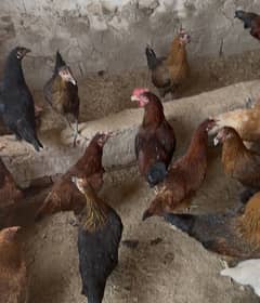 Hens golden misri murgian murga
