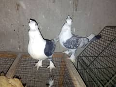 sentient pair for sale