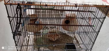 Australian parrots ka pair hai 3 pair hain. . .