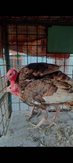 Turkey birds for sale