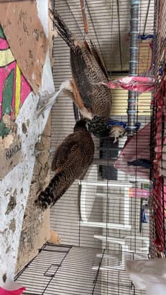 Beautiful peacock pair for sale