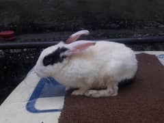 rabbits two female 1 year old