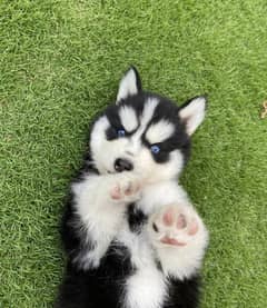 Siberian husky puppies 03198435459