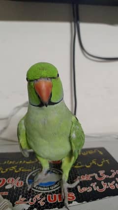 Parrot availabe for sale